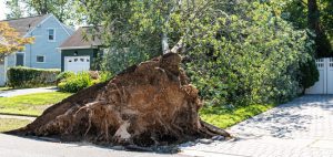 tree uprooted during storm