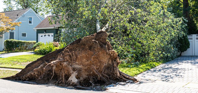 tree uprooted during storm